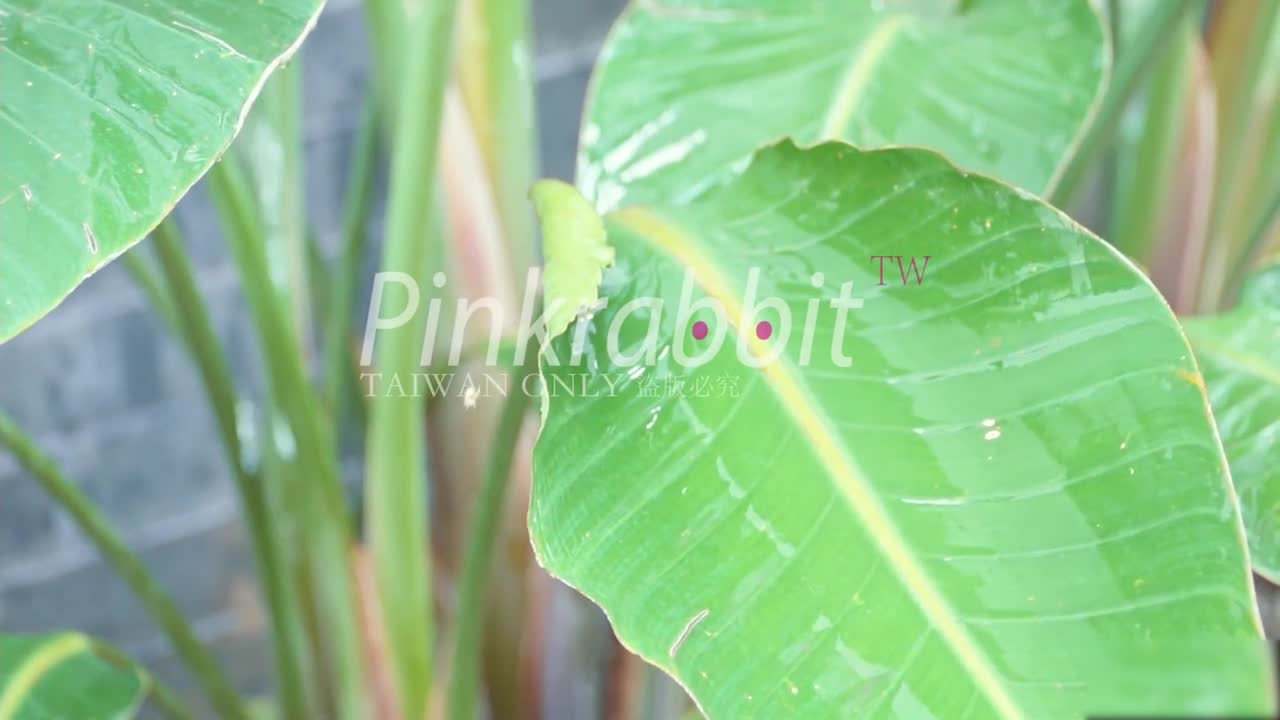 [粉红兔]品茶还是品我的大鸡巴，还用问吗？闹市的小院红杏出墙又能怎么着-精品力荐